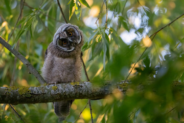 Long-eared owl