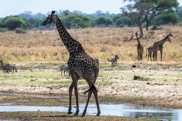 Giraffenwechsel