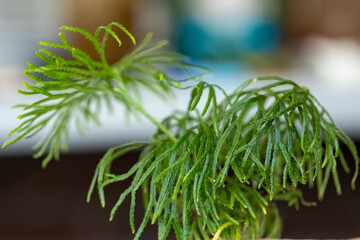Fototapeta premium The groundcedar ( Diphasiastrum digitatum ) is known as running cedar or crowsfoot, is present in dry to mesic and usually acid forests and openings. 