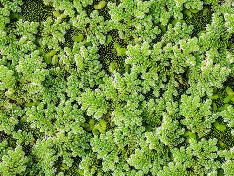 Mosquito ferns background, Detail of water mosquito fern, fairy moss, freshwater aquatic Azolla. Top view of Green Mosquito ferns
