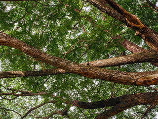 Obraz premium Branches of a big Samanea saman tree