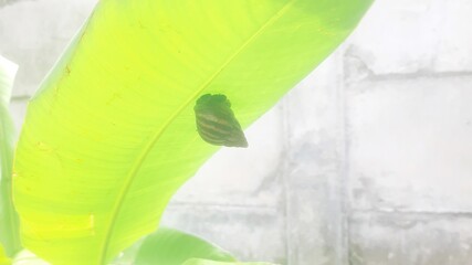 A small snail with a striped shell is resting on a bright green leaf against a backdrop that looks like a blurred wall or building.