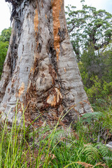 The gnarled trunk of an old Tingle tree (Eucalyptus jacksonii)  in the Walpole-Nornalup National Park near Walpole in the Shire of Denmark, Great Southern region of Western Australia, WA, Australia.