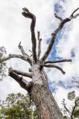 The dead gnarled trunk of an old Tingle tree (Eucalyptus jacksonii) in the Walpole-Nornalup...