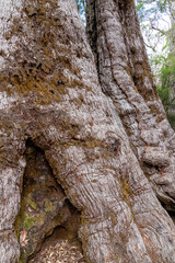 The gnarled trunk of an old Tingle tree (Eucalyptus jacksonii)  in the Walpole-Nornalup National Park near Walpole in the Shire of Denmark, Great Southern region of Western Australia, WA, Australia.