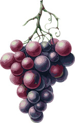Vector watercolor painted illustration of grapes