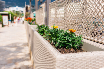 Wicker flower planters along sunny promenade. Urban landscaping, seasonal bloom, and decorative elements in pedestrian area.