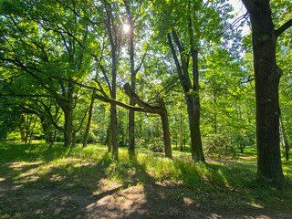 Peaceful Forest Landscape with Lush Greenery and Natural Light