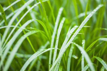 grass with dew drops