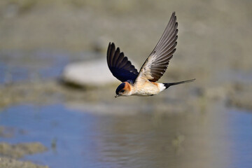 fliegende Rötelschwalbe (Cecropis rufula) mit Schlamm als Nistmaterial im Schnabel // European red-rumped swallow