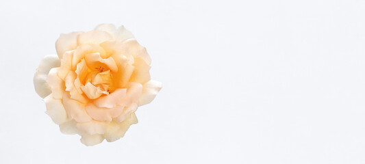 Delicate cream rose in close-up on a white background. Minimalism, elegance, and natural purity....