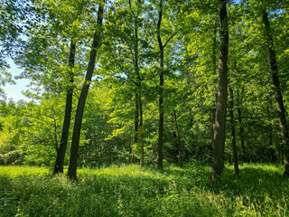 Peaceful Forest Landscape with Lush Greenery and Natural Light