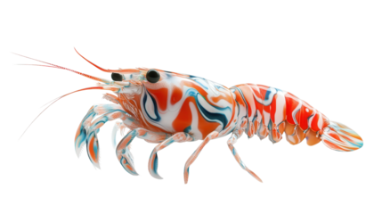 Marble shrimp with striking pattern, Transparent background, PNG file
