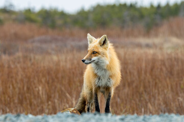 Fototapeta premium Red Fox taken at Newfoundland Canada