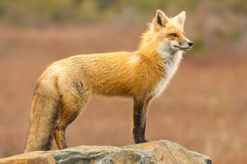 Red Fox taken at Newfoundland Canada