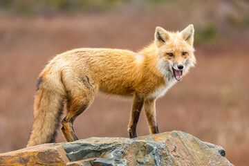 Red Fox taken at Newfoundland Canada