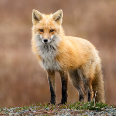Red Fox taken at Newfoundland Canada