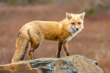 Red Fox taken at Newfoundland Canada