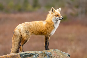 Red Fox taken at Newfoundland Canada