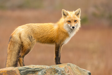 Naklejka premium Red Fox taken at Newfoundland Canada
