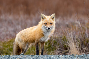 Red Fox taken at Newfoundland Canada