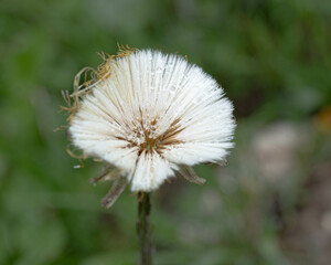 Little coltsfoot plant in Germany, fine Art. High quality photo