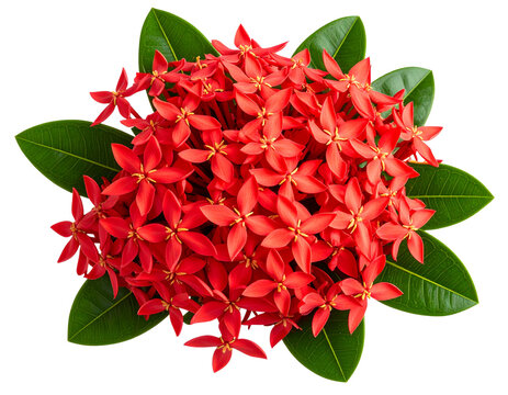 Red Ixora Flower Cluster with Glossy Green Leaves, isolated on transparent background