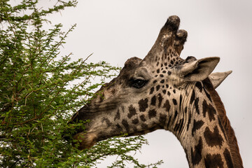 Porträt einer Giraffe