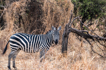 Obraz premium Zebra Crossing