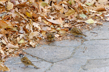 落ち葉の中で餌を探すスズメたち