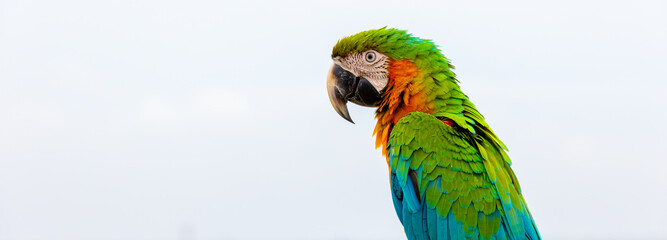 A close-up portrait of a Macaw parrot, focusing on its detailed, colorful feathers and  eyes. Bird's vivid colors and intricate feather patterns on  blurred background.
