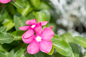Obraz premium ビビッドなピンク色のニチニチソウの花と緑の葉