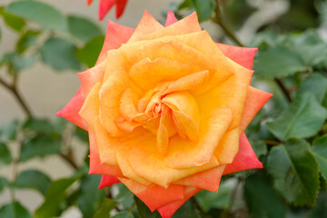 オレンジと黄色のグラデーションが美しい薔薇のクローズアップ