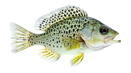 Fishing crappie fish isolated on white background