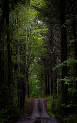 path in the forest