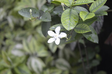 Pinwheel flower (Wathusudda) 2025 sri lanka