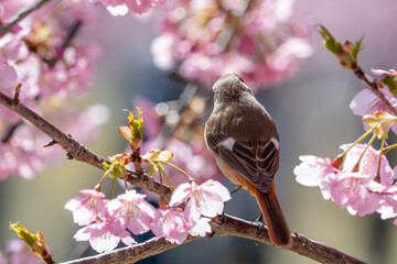 桜とジョウビタキの春の訪れ