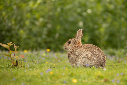 a bunny in the gras