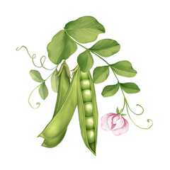 Green peas, pods and leaves. Hand-drawn illustration.