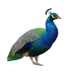 Obraz premium Indian Peacock Blue Green Feathers isolated on a transparent background