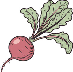 Illustration of a Fresh Red Radish with Green Leaves Isolated on White Background Perfect for Culinary and Gardening Concepts