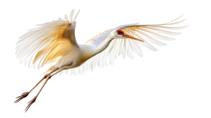 Marsh crane fly long legs Transparent background, PNG file