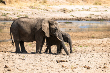 Fototapeta premium Tiere am Tarangire Fluss
