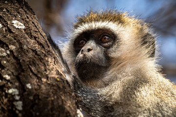 Nahaufnahme einer Grünmeerkatze