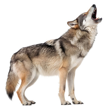 wolf isolated on white background