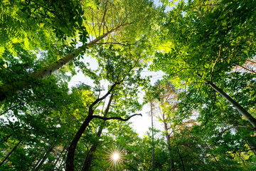 Canopy in the Fontainebleau Massif. Trois Pignons forest
