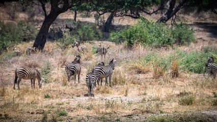 Im Tarangire Nationalpark