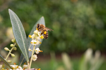 Biene am bestäuben der Blüten