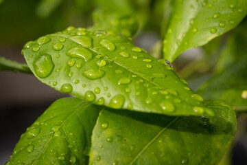 tief grünes Blatt mit Wassertropfen auf der Oberfläche