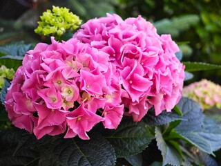 pink hydrangea flowers